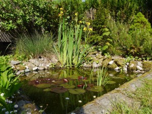 pond
