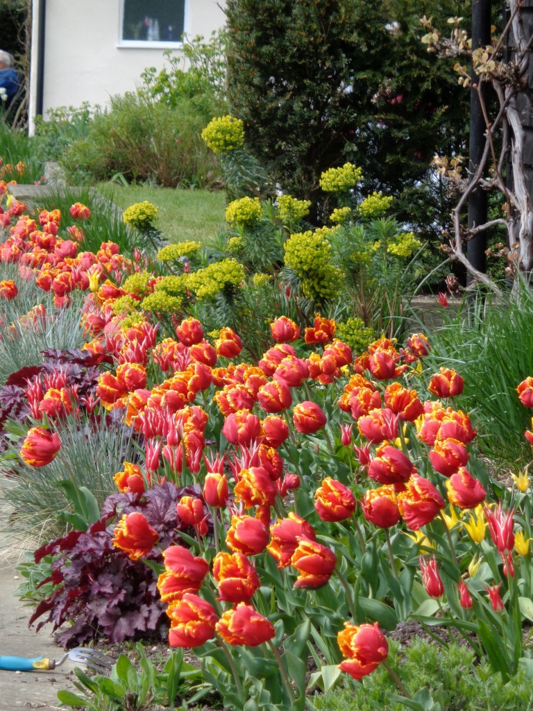 tulips