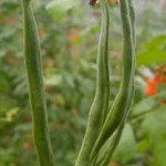runner beans