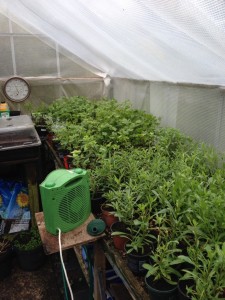 Cuttings and perennials sown from seed ready for spring  