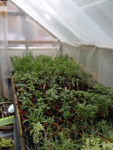 Cuttings and perennials sown from seed ready for spring  