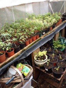 Cuttings and perennials sown from seed ready for spring  