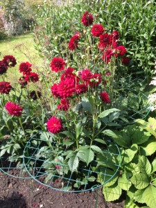 Dahlias1-e1404142010889