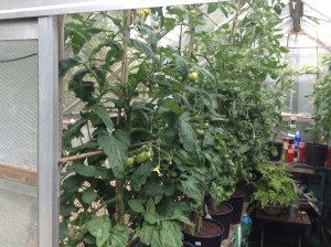 Tomatoes 