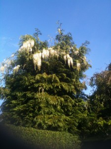 Wisteria 