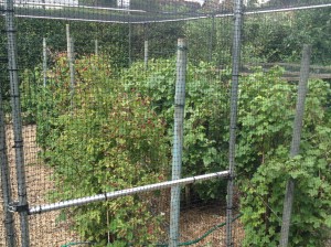fruit-cage