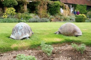 Giant hedgehogs