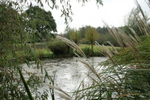 Grasses by a pond
