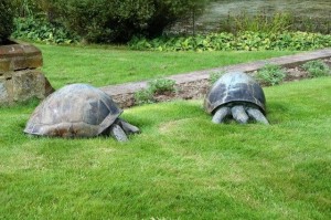 More giant tortoise