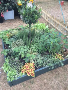 Herbs and Salads  