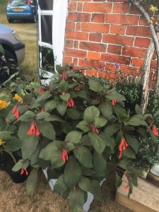Fuchsia 2  