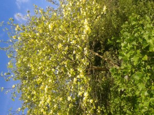20150504_130332