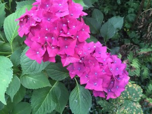 IMG_1071