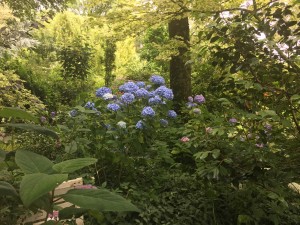 IMG_1074