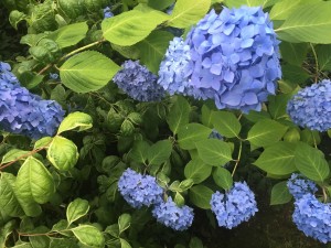 IMG_1076
