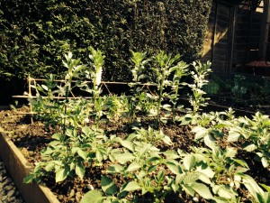 Broad Beans at the end of May