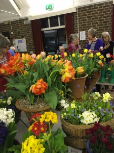 Sylvia's Tulips