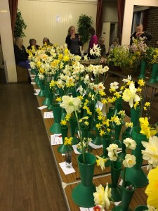 More Daffs!