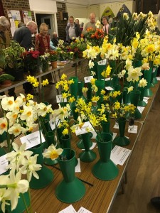 Narcissi 