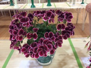 Amazing displays of flowers